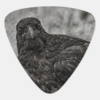Raven P9239 Guitar Pick