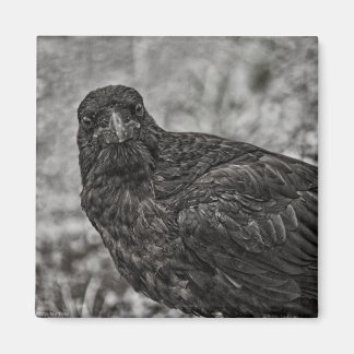 Raven P9239 Magnet