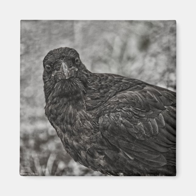 Raven P9239 Magnet (Front)
