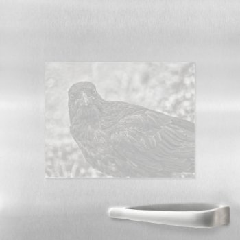 Raven P9239 Magnetic Dry Erase Sheet by DevelopingNature at Zazzle