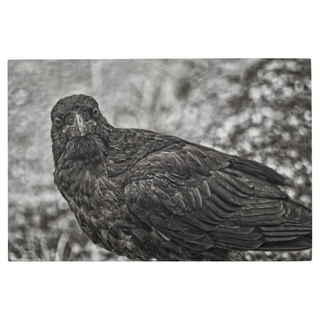 Raven P9239 Metal Print (Front)