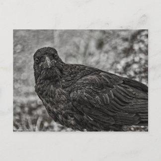 Raven P9239 Postcard