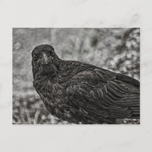 Raven P9239 Postcard (Front)
