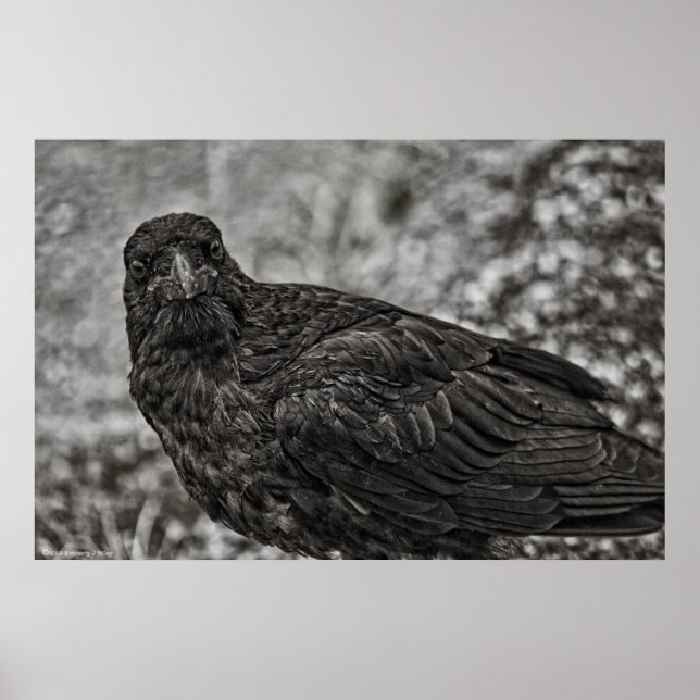 Raven P9239 Poster (Front)