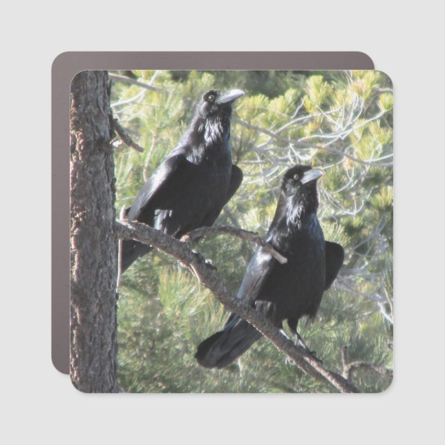 Raven Pair in the Mountain Car Magnet (Front)