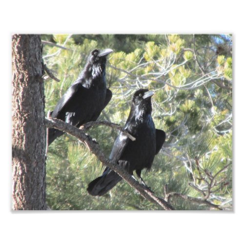 Raven Pair in the Mountain Photo Print