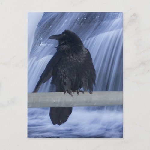 Raven Perched Over a Waterfall Postcard
