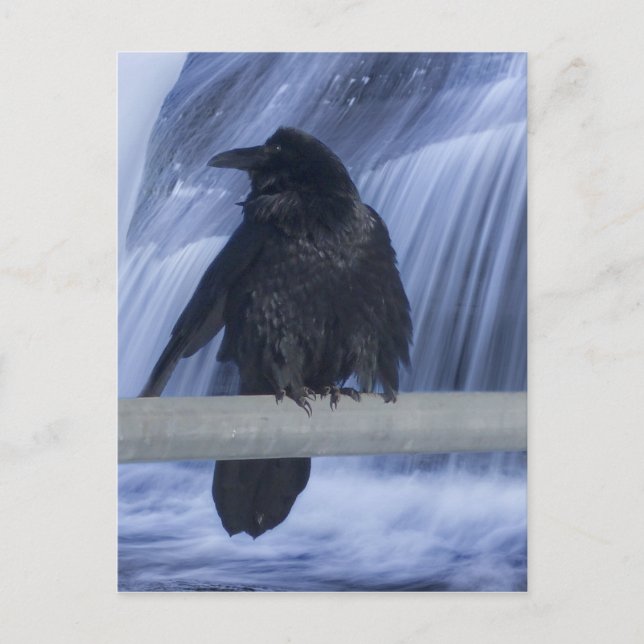 Raven Perched Over a Waterfall Postcard (Front)