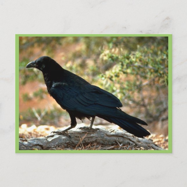 Raven Postcard (Front)