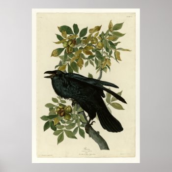 Raven Poster by birdpictures at Zazzle