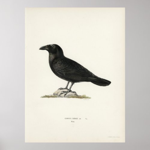 Raven Poster