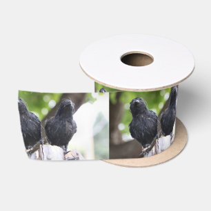 Raven ribbon