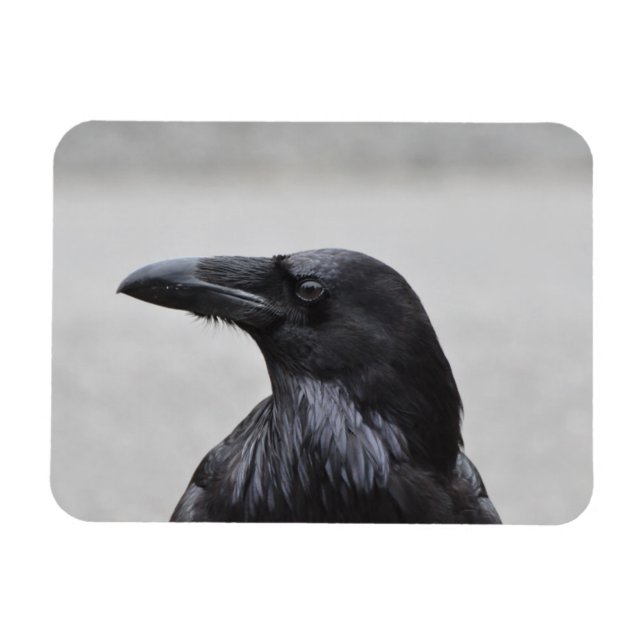 Raven the Magnificent! Magnet (Horizontal)