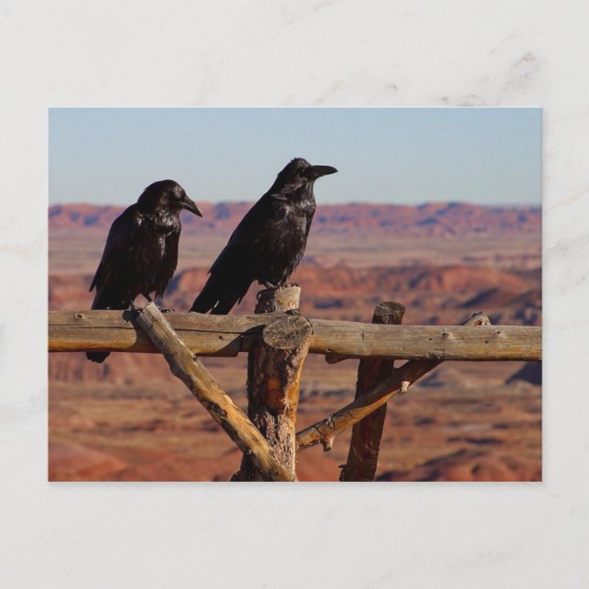 Ravens Postcard (Front)