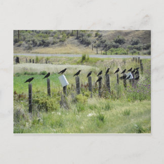 ravins sitting on fence postcard