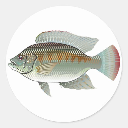 Raw Seafood Tilapia Fish Vector Classic Round Sticker