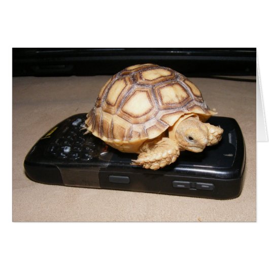 Rawr Phone Home Cards (Front Horizontal)