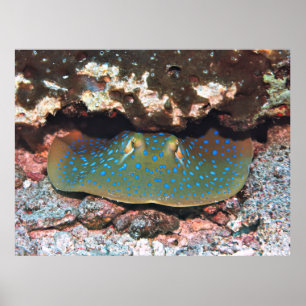 Ray Under a Ledge Poster