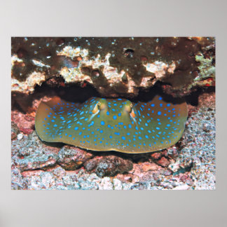 Ray Under a Ledge Poster