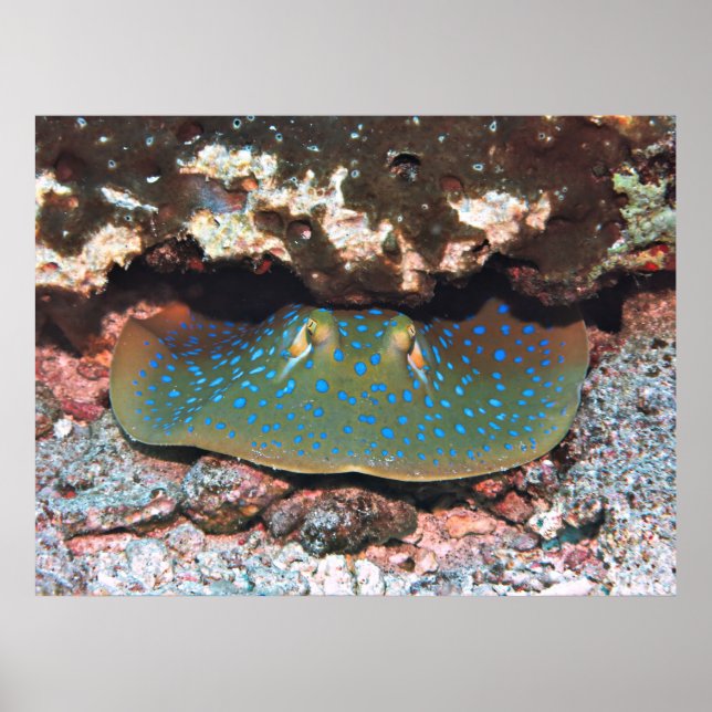 Ray Under a Ledge Poster (Front)