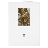 Raydianze M3-12d Cards (Back)