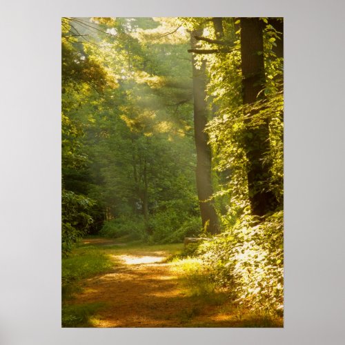 Rays of Light in the Forest Poster