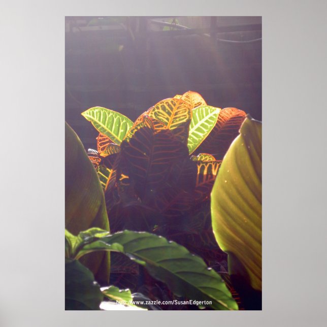 Rays Poster (Front)