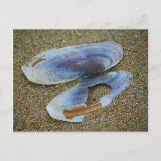 Razor Clam Shell, Oregon Postcard