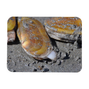 Razor Clams Diggging Magnet