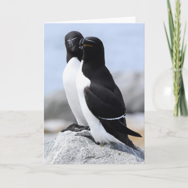 Razorbill Pair Card (Front)