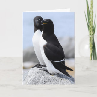 Razorbill Pair Card