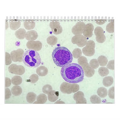 RBCs WBCs Slide Microscope Hematology Lab Calendar