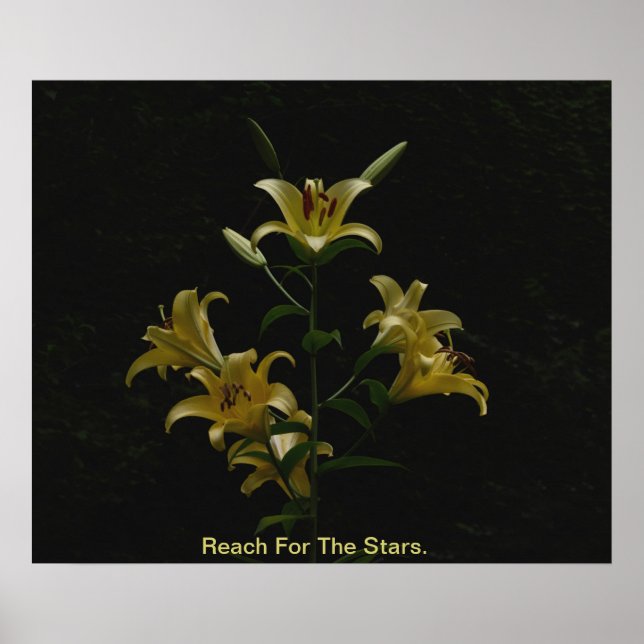 Reach For The Stars Poster (Front)
