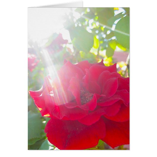 Reach for the Sun (5) Cards (Front)