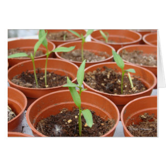 Reaching for the Sun