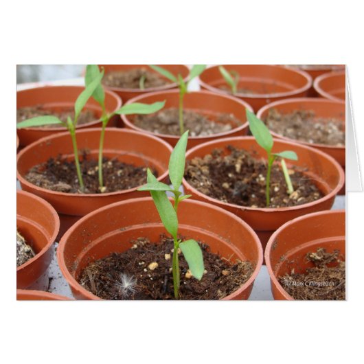 Reaching for the Sun (Front Horizontal)