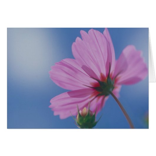 Reaching for the Sun Cards (Front Horizontal)
