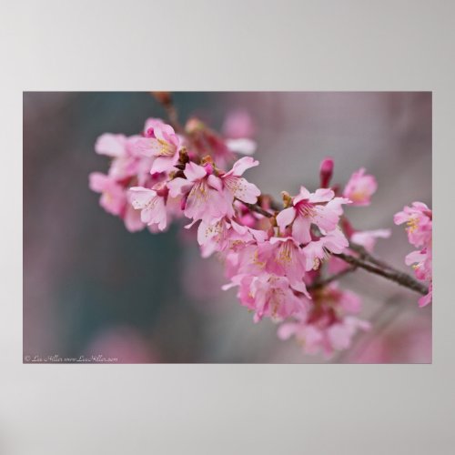 Reaching Japanese Cherry Blossoms Poster