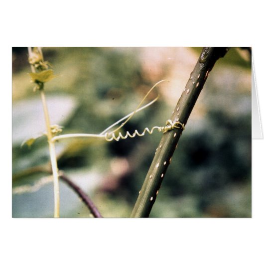 Reaching Out.... (Front Horizontal)