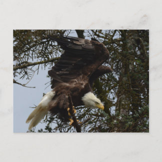 Ready For Flight Postcard