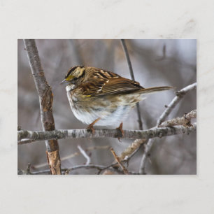 Ready For Takeoff-postcardcopy Postcard
