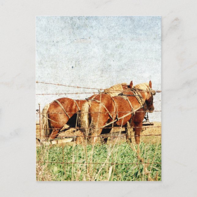 Ready For Work, Two Draft Horses Postcard (Front)