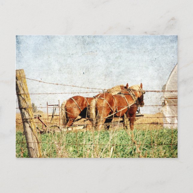 Ready For Work, Two Draft Horses Postcard (Front)