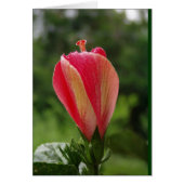 ready to bloom (Front)