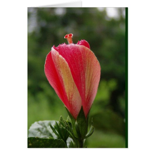 ready to bloom cards (Front)