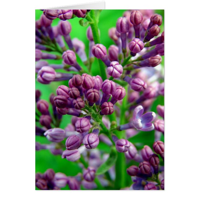 Ready to Bloom Cards (Front)