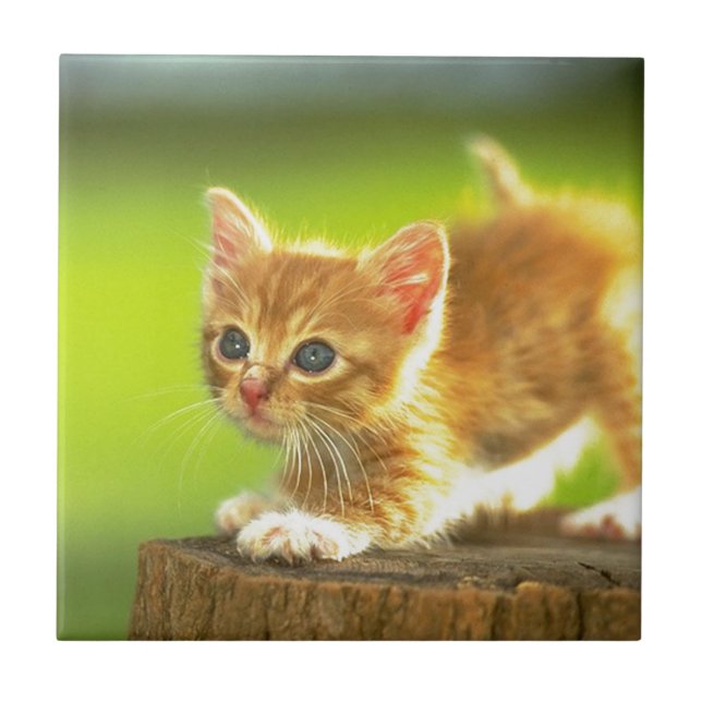 Ready To Pounce Kitten Tile (Front)