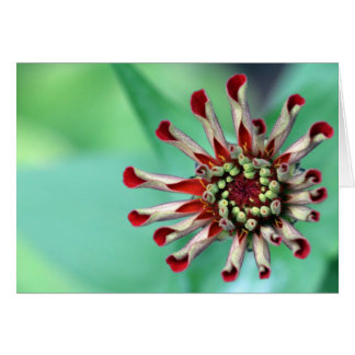 Ready to Unfurl! Cards
