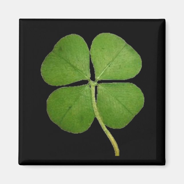 Real 4 Leaf Clover Shamrock Black Magnet (Front)