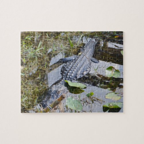 Real alligator puzzle for the younger set